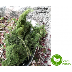 Wszewłoga górska liść